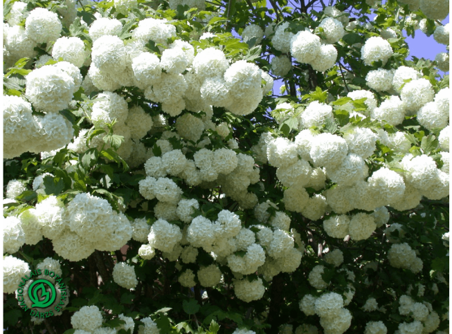 Viburnum opulus   'Roseum'